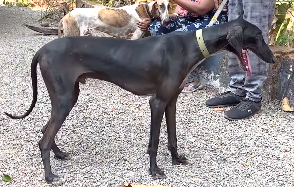 Mudhol Hound running at speed