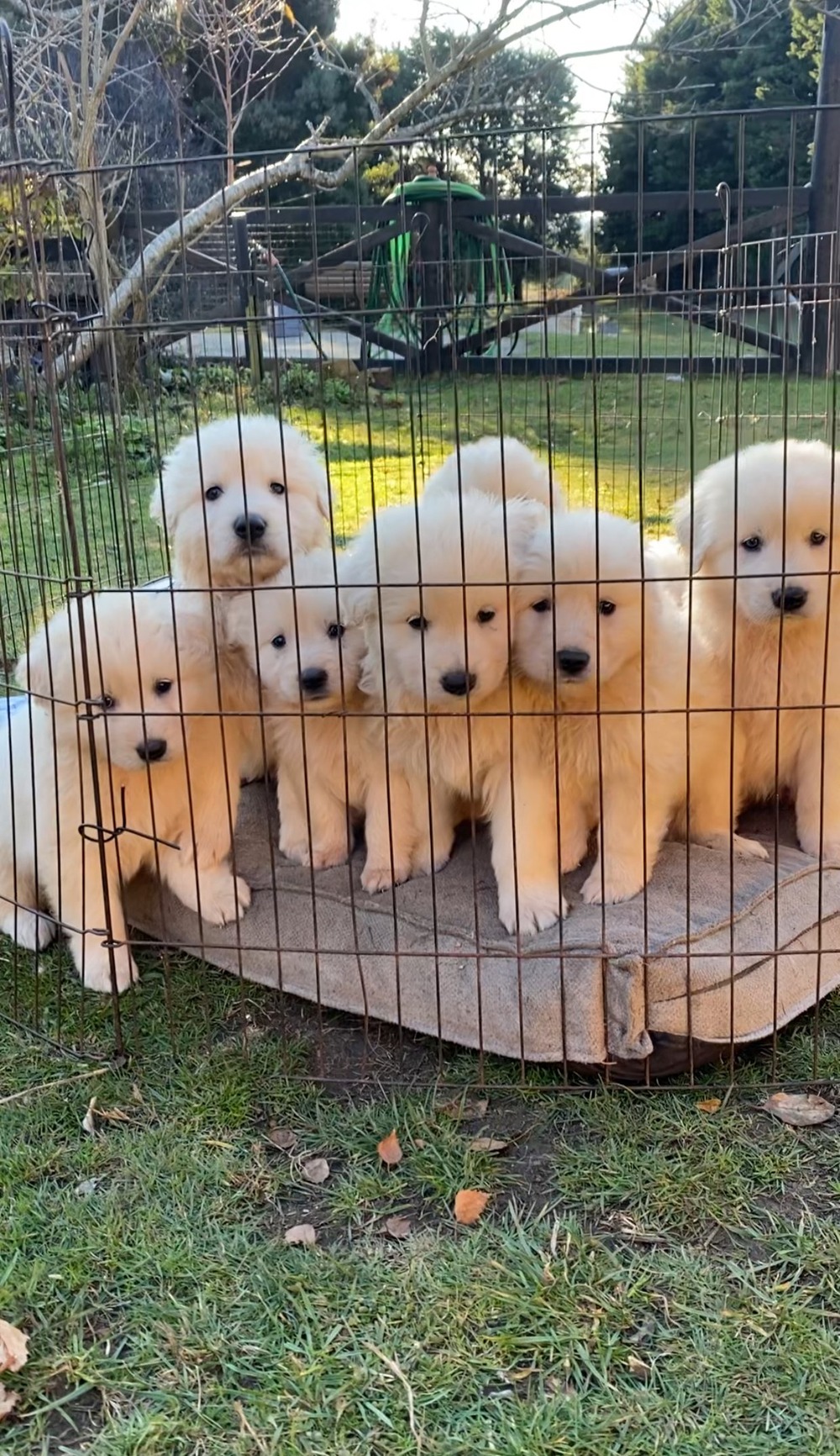 White dog coat being brushed