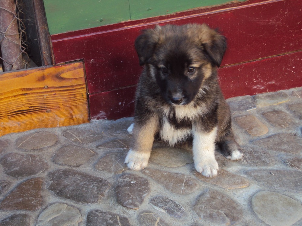 Carpathian Shepherd Dog with thick double coat