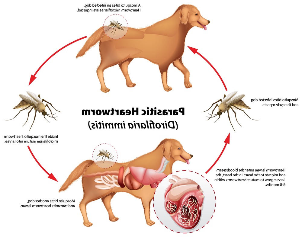 Mosquito on skin close up