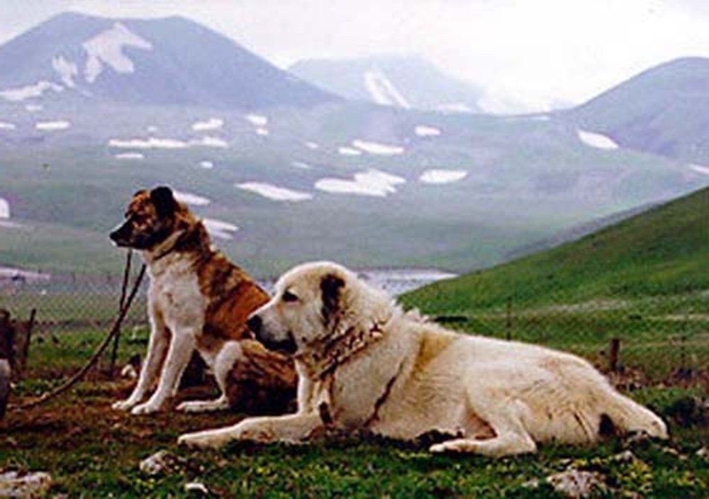 Armant dog sitting on grass