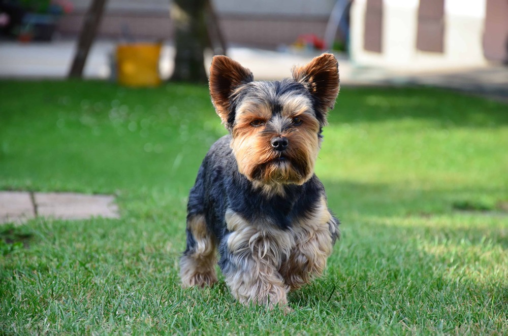 Yorkshire Terrier outdoors with tidy grooming