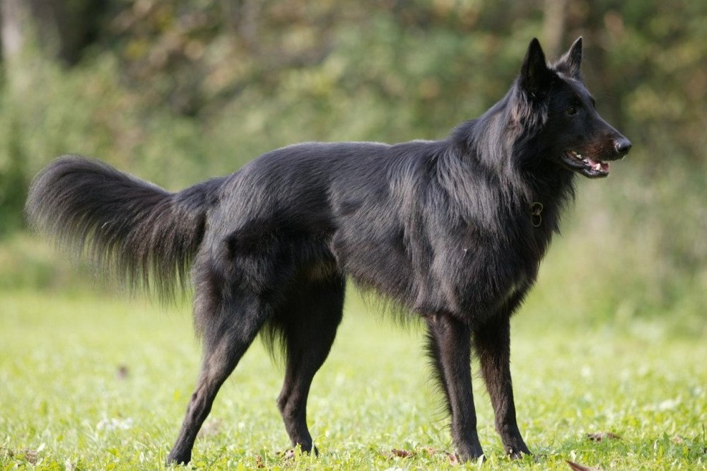 Long-coated Belgian Shepherd standing in profile