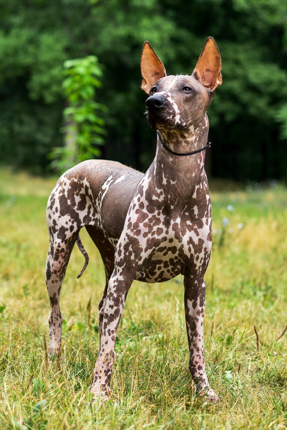 Mexican Hairless Dog with upright ears and smooth skin