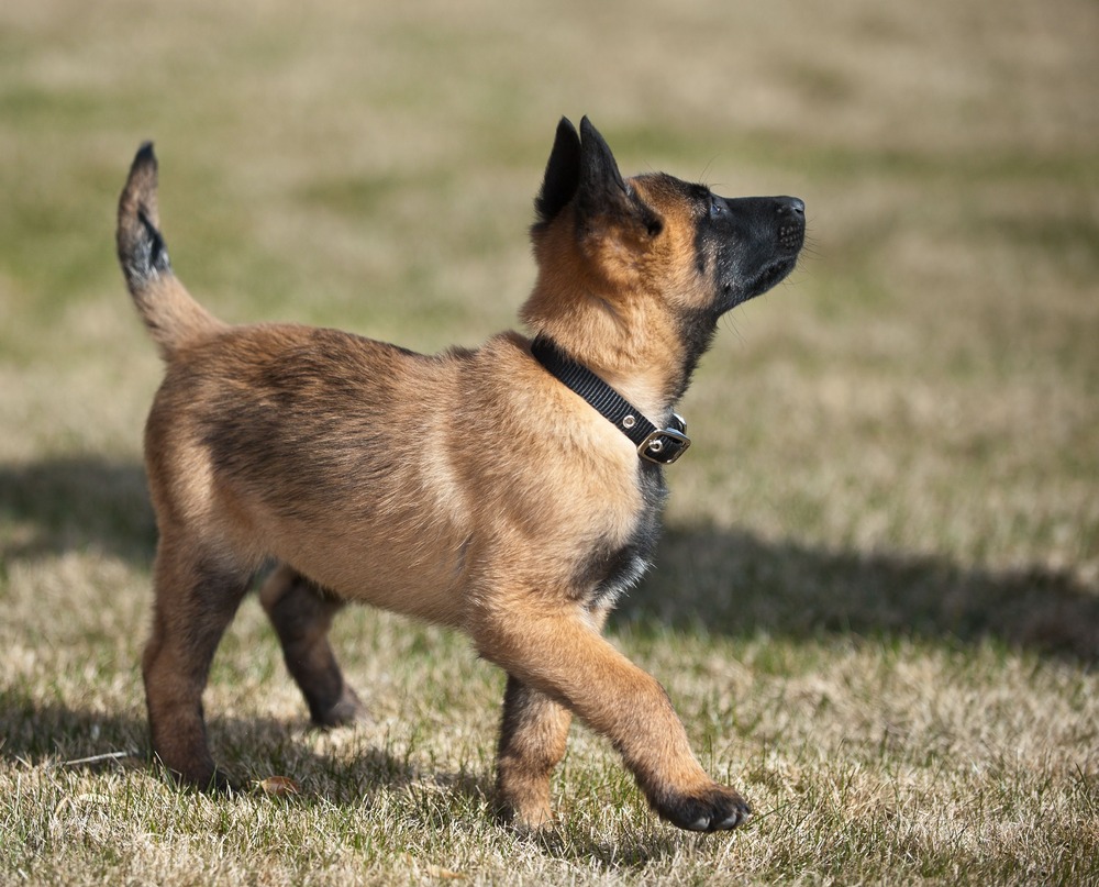Belgian Malinois resting after exercise