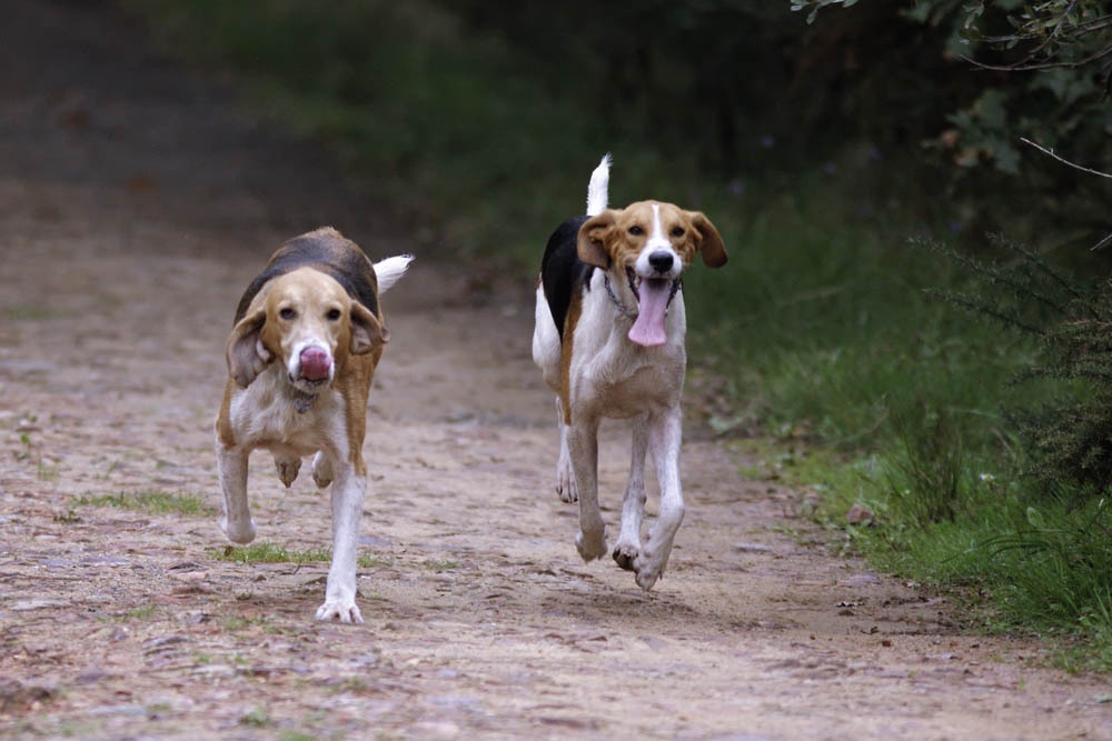 Tricolour hound moving through grass