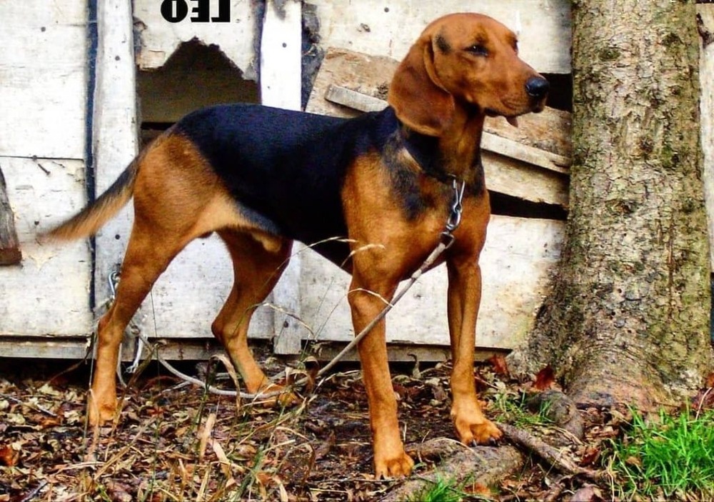 Serbian Hound sitting calmly outdoors