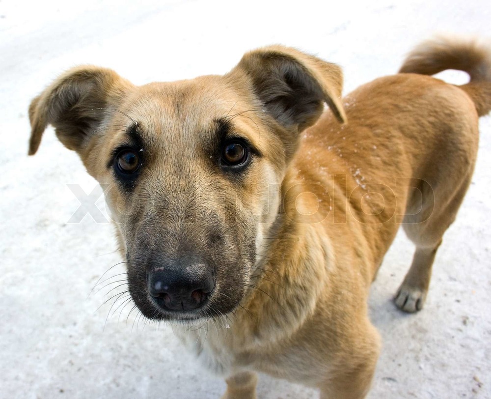 Mixed-breed dog sitting calmly