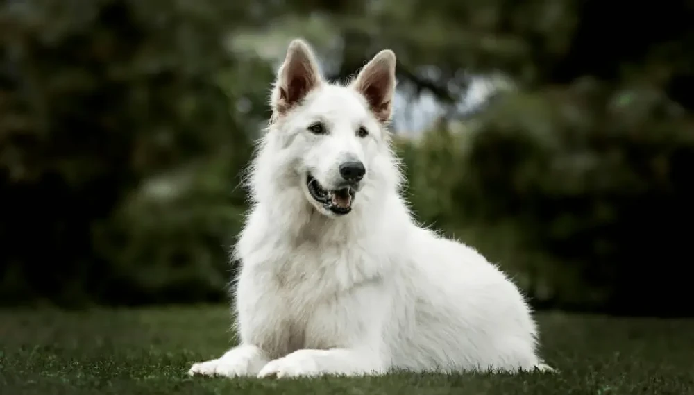 White shepherd dog sitting calmly