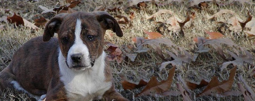 Treeing Cur sitting alert