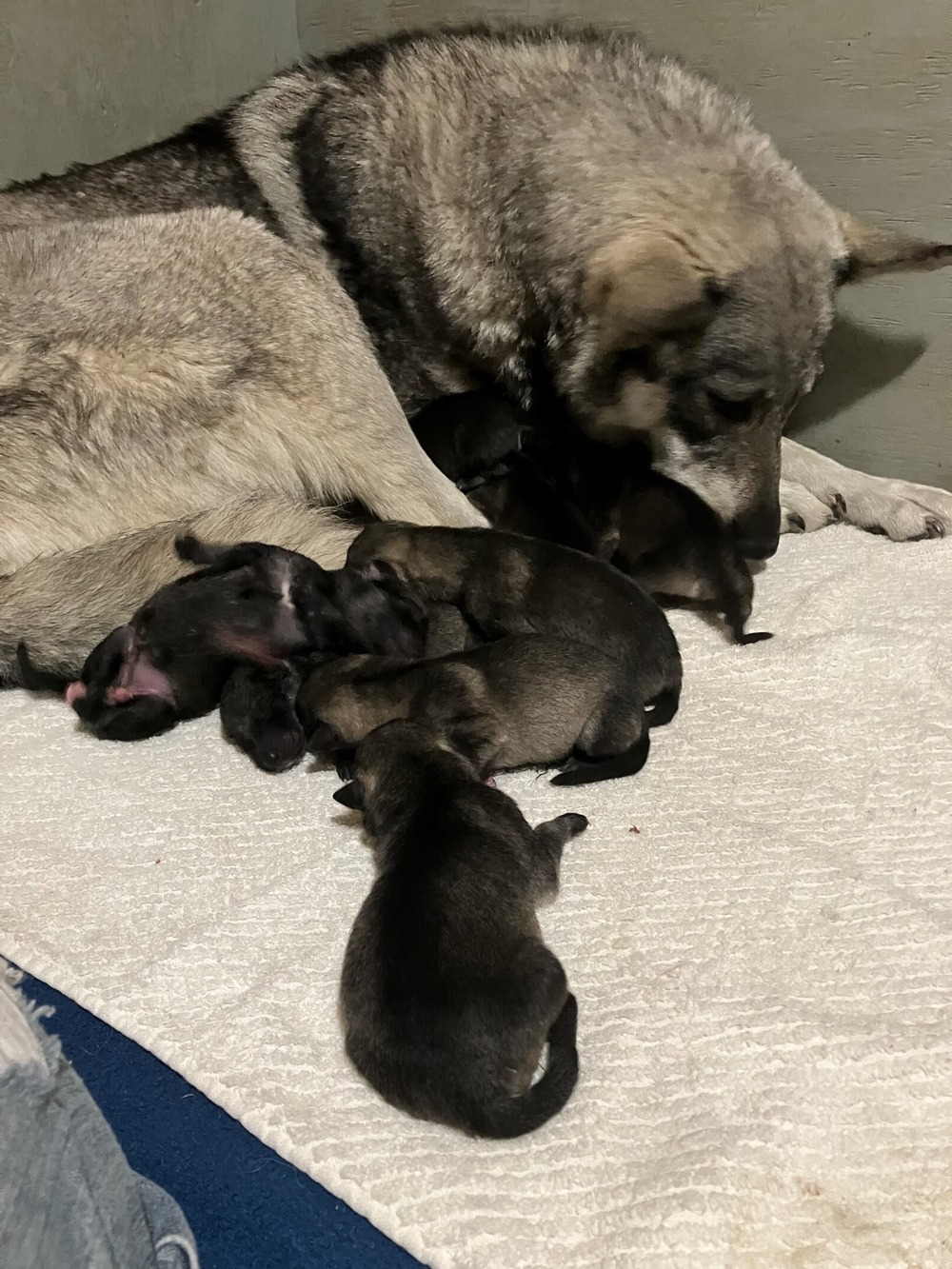 Jämthund standing in a natural setting