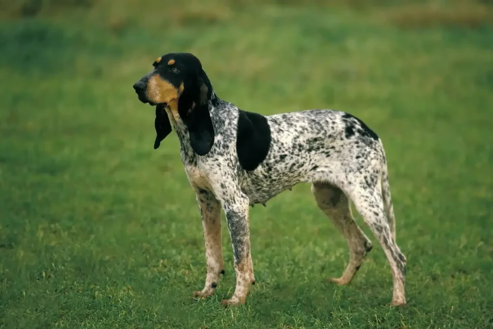 Petit Bleu de Gascogne on lead during training
