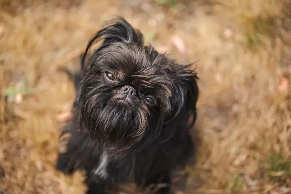 Brussels Griffon resting indoors