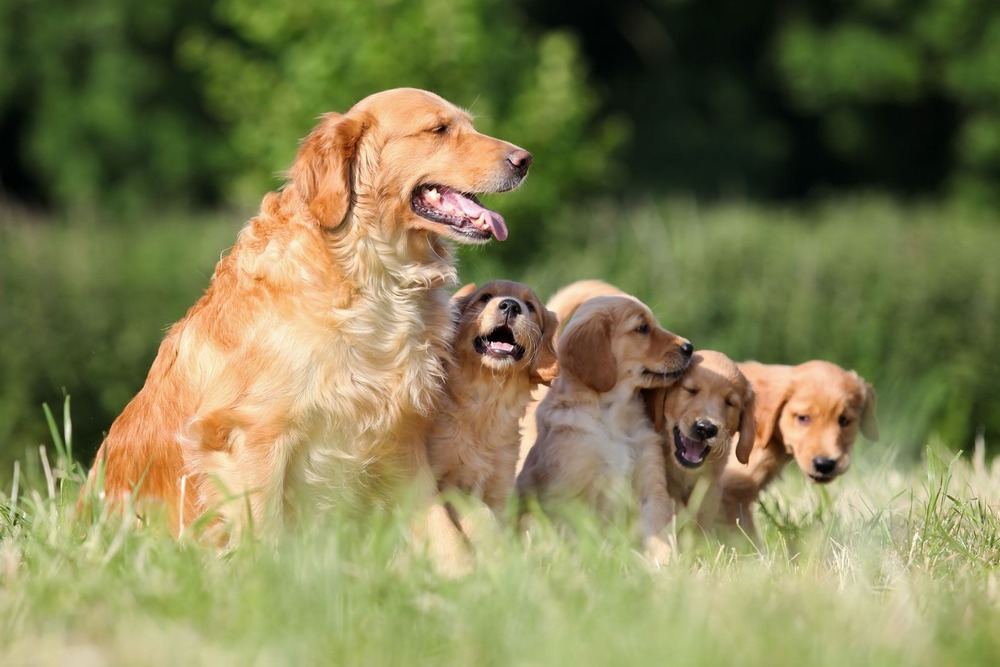 Golden Retriever with feathered tail