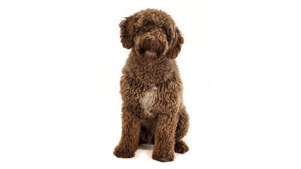 Spanish Water Dog resting on grass with curly coat