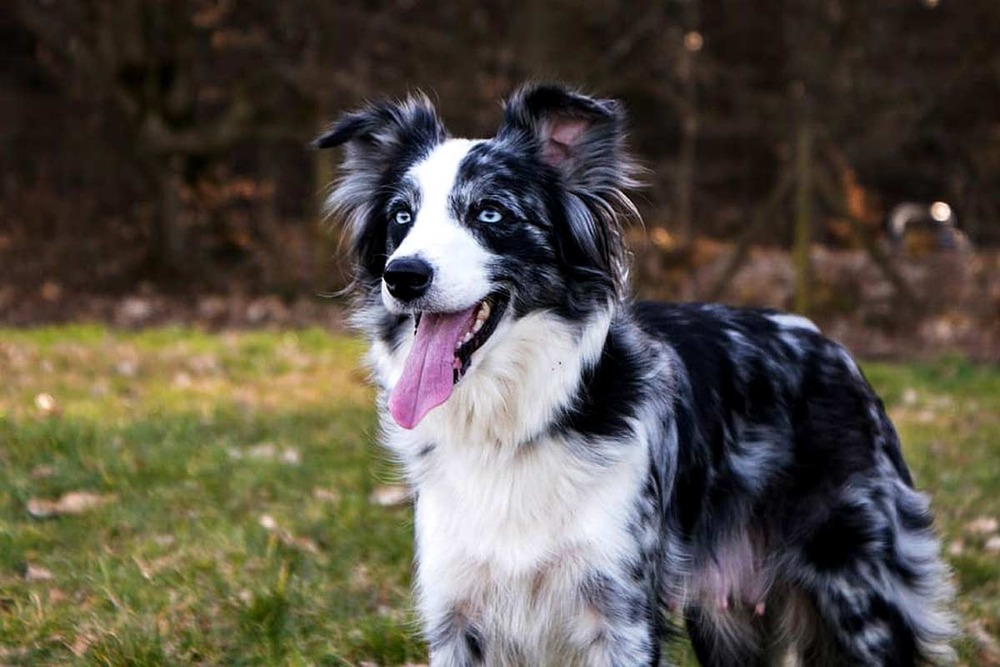 Border Collie resting with focused gaze