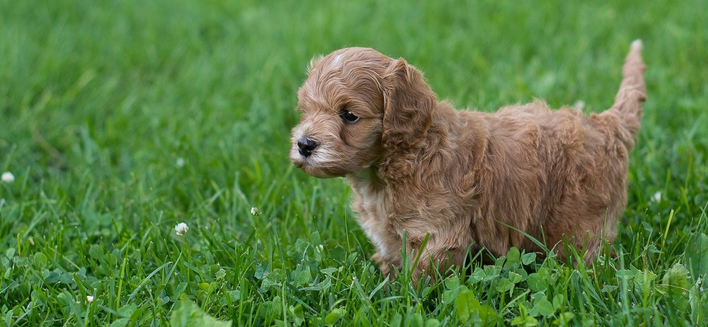 Cockapoo sitting near food bowl
