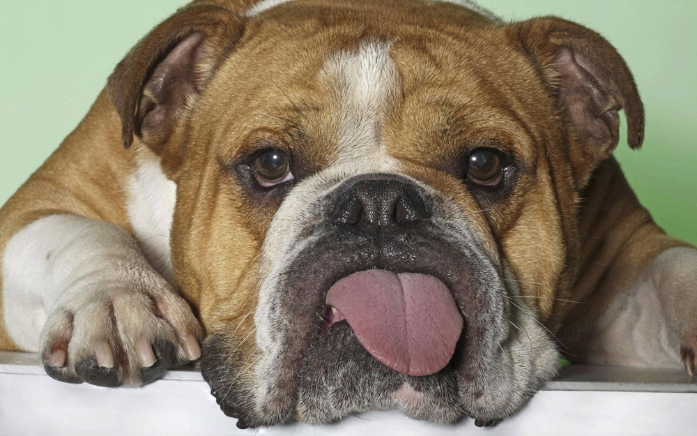 English Bulldog resting in the shade