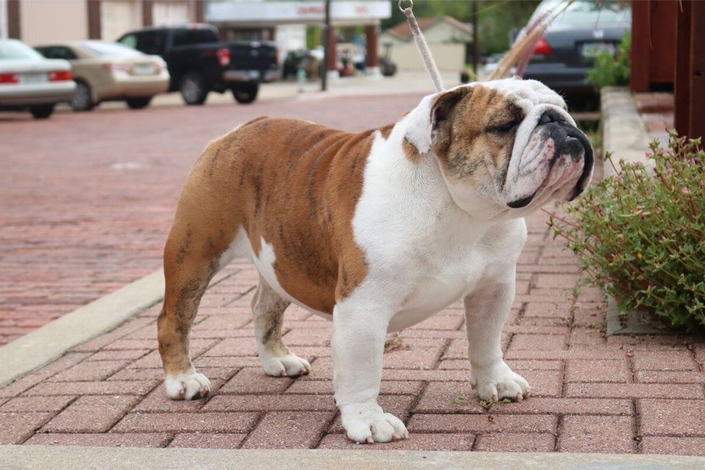 English Bulldog sitting outdoors