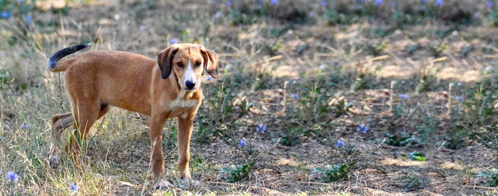 Posavac Hound side profile