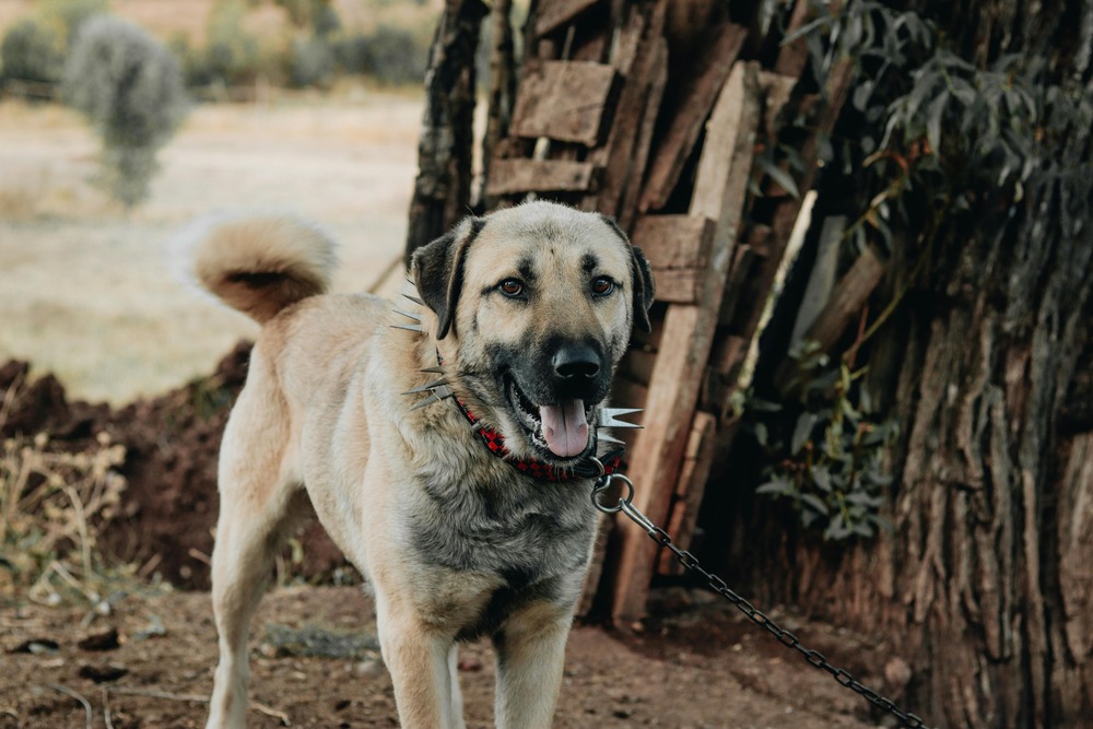 Kangal shepherd dog looking into distance