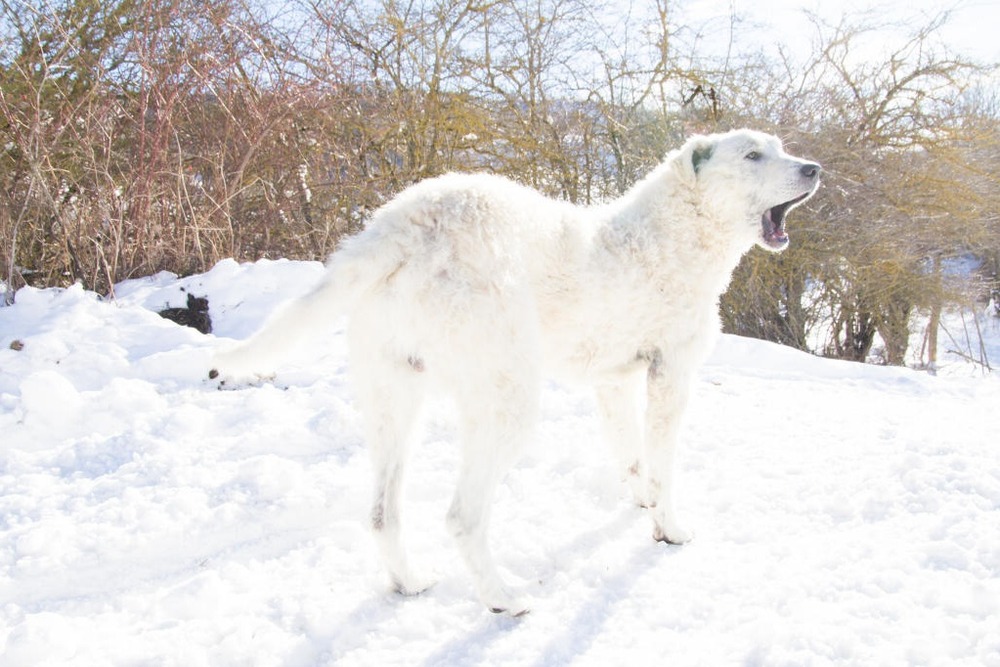 Close view of a white double coat on a large dog