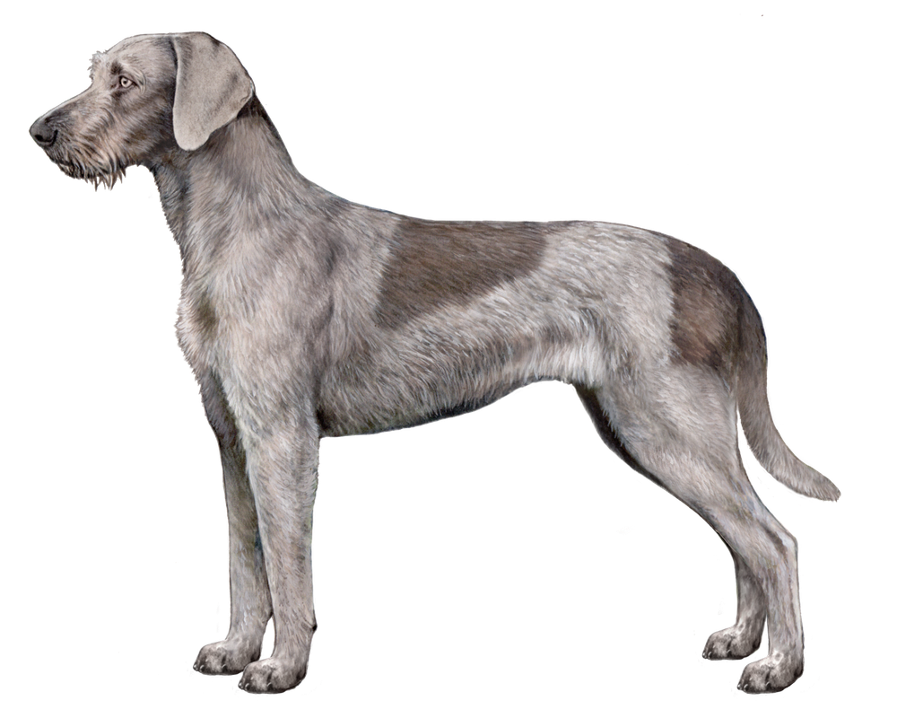 Slovakian Wirehaired Pointer sitting with alert expression