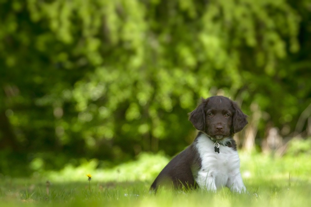 Stabyhoun resting with coat visible
