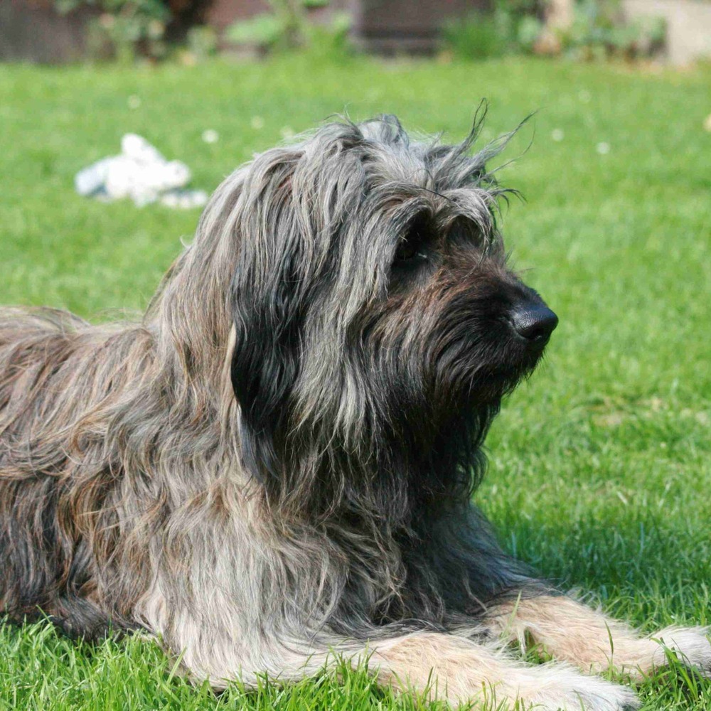 Catalan Sheepdog walking on a track