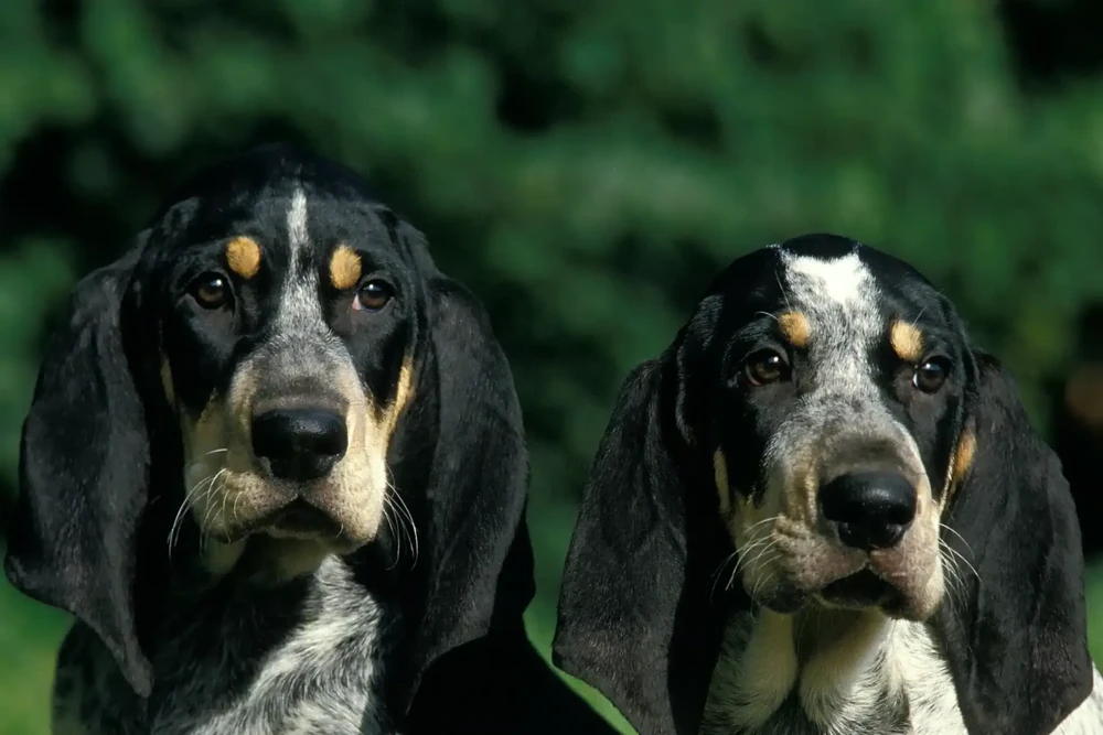 Petit Bleu de Gascogne standing outdoors