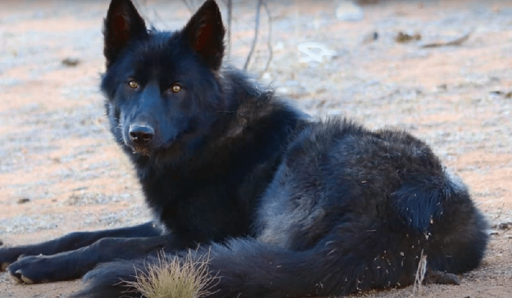 Calupoh running, athletic build and dense coat