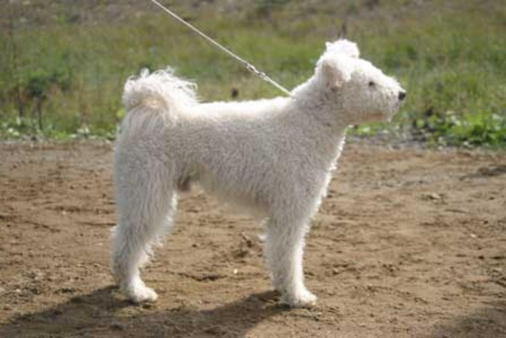 Pumi coat detail showing tight curls