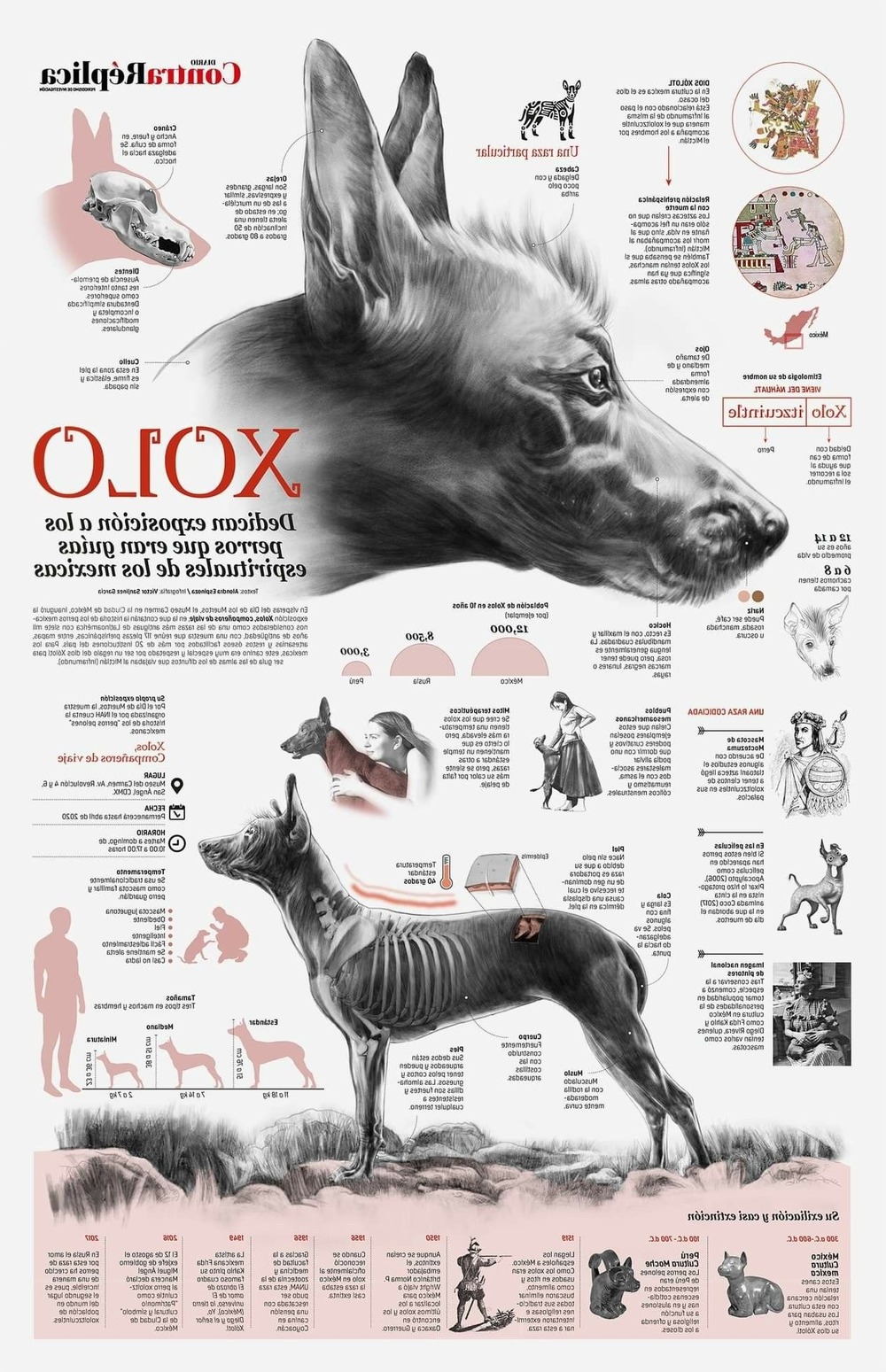 Xoloitzcuintle relaxing on a blanket