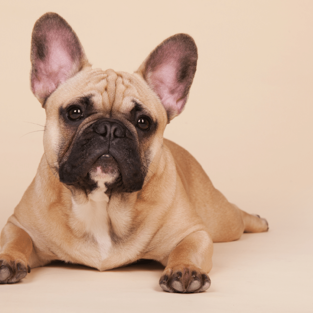 Veterinary check-up for a short-muzzled dog