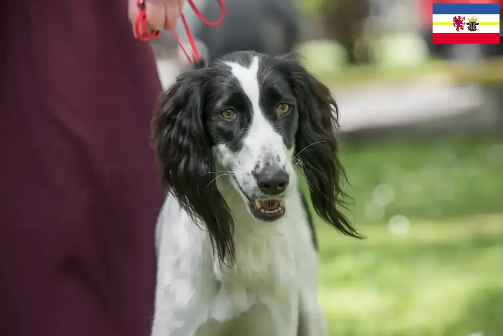 Taigan resting calmly with ears relaxed