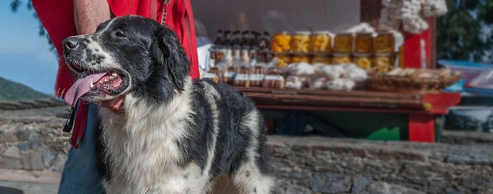 Large white dog with fluffy coat