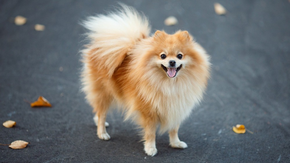 Pomeranian looking alert indoors