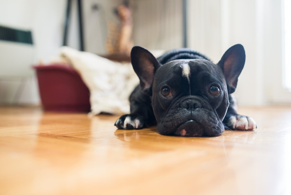Person holding a dog gently during a check