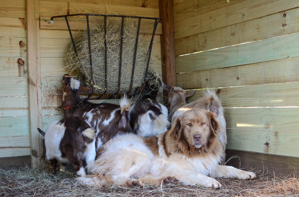 Karakachan dog in a field