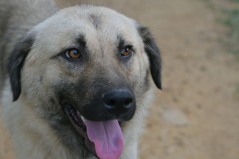 Large dog looking attentive while standing near a handler