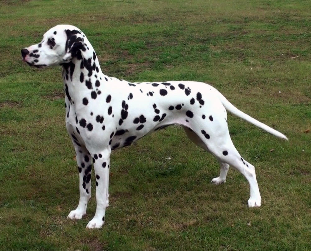 Dalmatian resting calmly