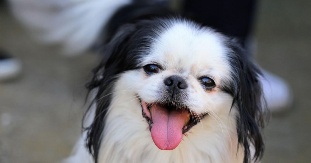 Japanese Chin outdoors in shade