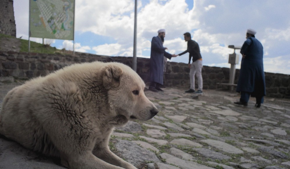 Kars Dog outdoors on a walk