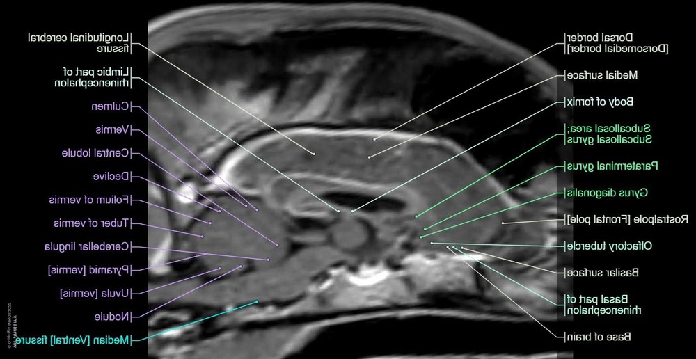 Dog walking outdoors on lead
