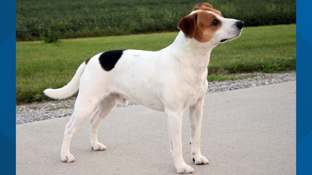 Close view of a Danish-Swedish Farmdog face