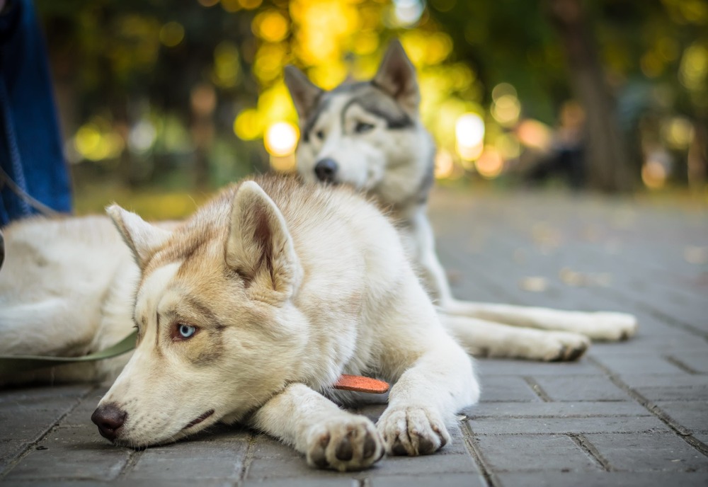 Alaskan Husky with thick coat