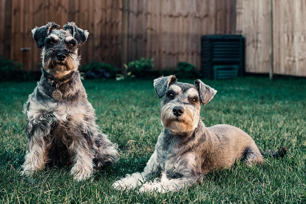 Owner gently checking a dog’s skin at home