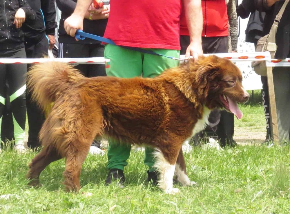 Karakachan dog standing outdoors