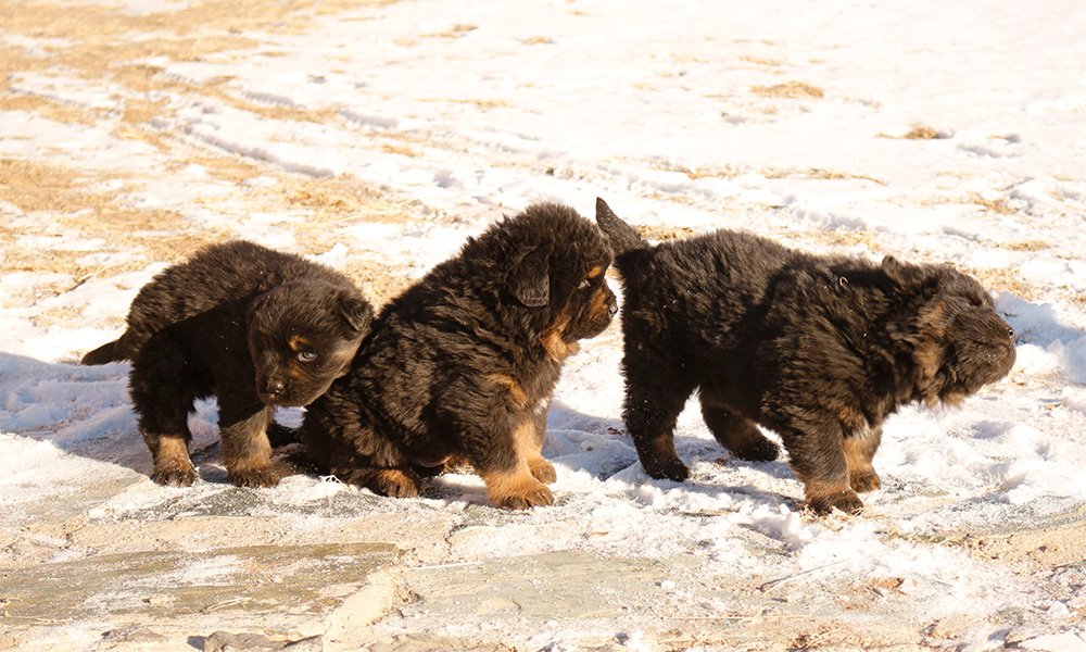 Bankhar dog in a natural landscape