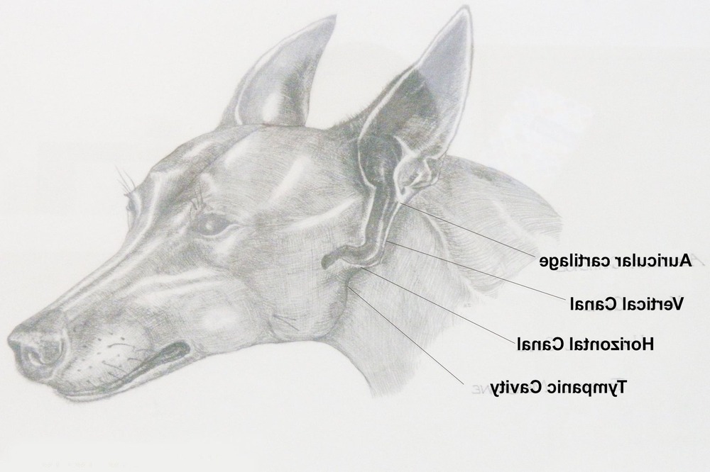 Dog with floppy ears outdoors